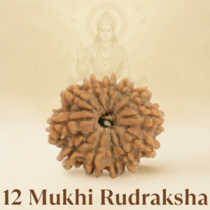 Original Siddh 12 Mukhi Rudraksha
